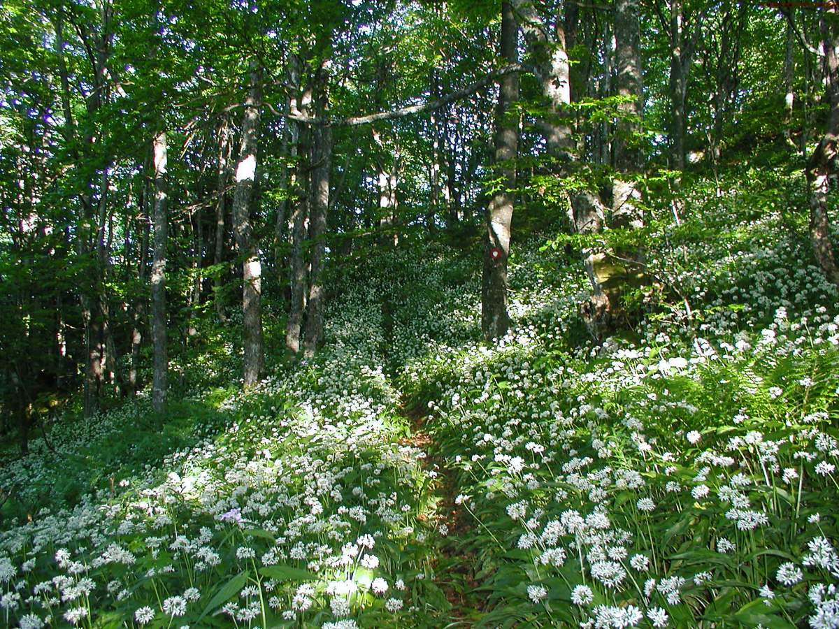 Der Themenweg die Früchte der Berge